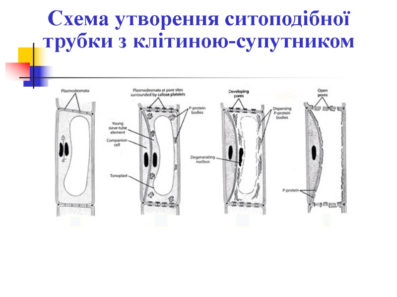 Схема утворення ситоподібної трубки з клітиною-супутником